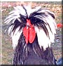 Peep the Polish Rooster