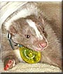 Sophie the Skunk