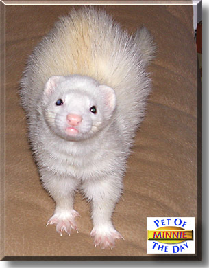 Minnie, the Pet of the Day