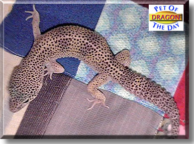 Dragon, the Pet of the Day