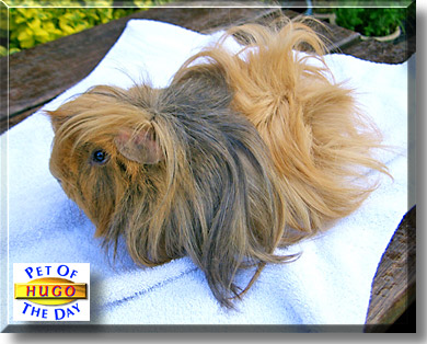 Hugo, the Pet of the Day