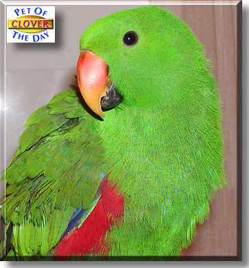 Clover, the Pet of the Day