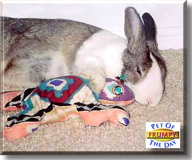 Frumpy, the Pet of the Day
