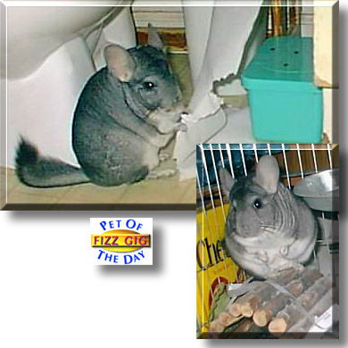 Fizz Gig, the Pet of the Day