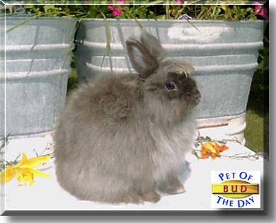 Bud, the Pet of the Day