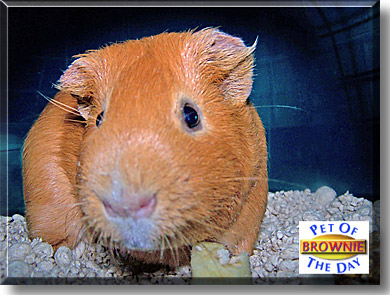 Brownie Mack, the Pet of the Day