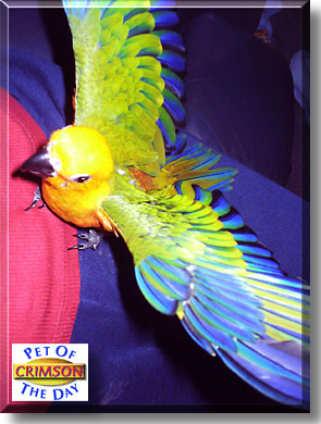 Curious Crimson, the Pet of the Day