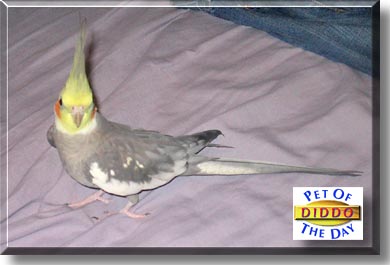 Diddo, the Pet of the Day