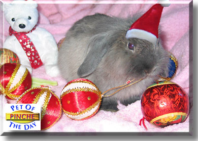 Pinche, the Pet of the Day