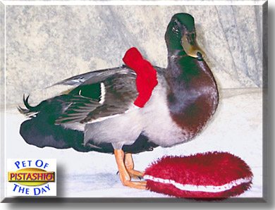 Pistashio, the Pet of the Day
