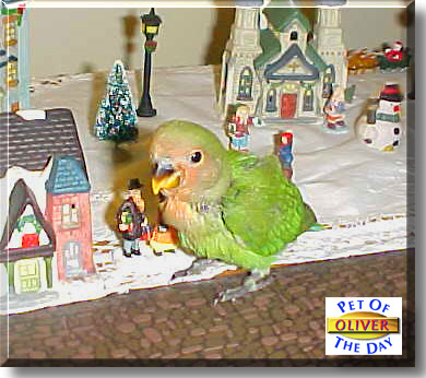 Oliver, the Pet of the Day