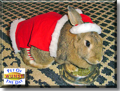 Wunsy, the Pet of the Day
