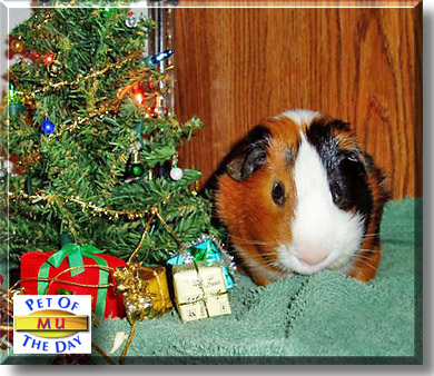 Mu, the Pet of the Day