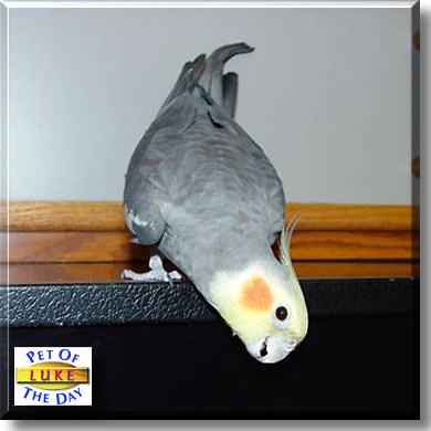 Luke, the Pet of the Day