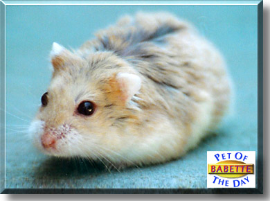 Babette, the Pet of the Day