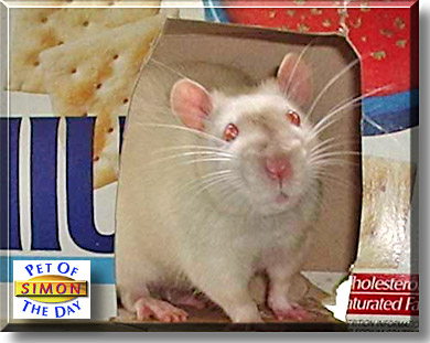 Simon, the Pet of the Day