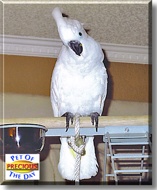 Precious, the Pet of the Day