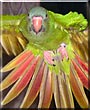 Norman the Blue Crowned Conure
