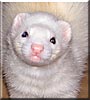 Minnie the Ferret