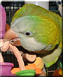Zeta the Quaker Parrot