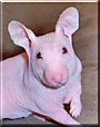 Meemee the Alien Hamster