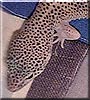 Dragon the Leopard Gecko