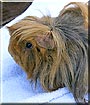 Hugo the Abyssinian Guinea Pig