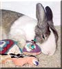 Frumpy the Dutch Rabbit