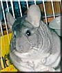 Fizz Gig the Chinchilla