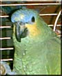 Max the Amazon Parrot