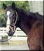Knightly Logic the Thoroughbred