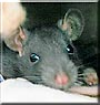 Bacardi the Black Hooded Rat