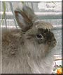 Bud the Jersey Wooly Rabbit