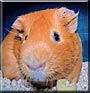 Brownie Mack the Guinea Pig