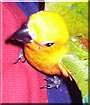 Curious Crimson the Jenday Conure