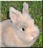 Nikki the Dwarf Angora Rabbit