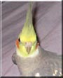 Diddo the Cockatiel