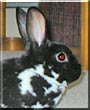 Patches the Mini Rex Rabbit