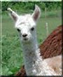 Bell the Alpaca