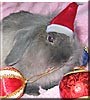 Pinche the Lionhead Lop