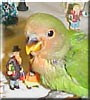 Oliver the Orange Faced Lovebird