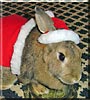 Wunsy the Rabbit