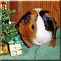 Mu the American Satin Guinea Pig
