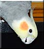 Luke the Cockatiel