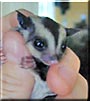 Azteck the Sugar Glider