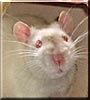 Simon the Himalayan Rat