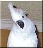 Precious the Cockatoo