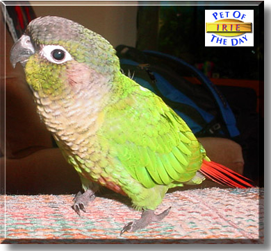 Irie, the Pet of the Day