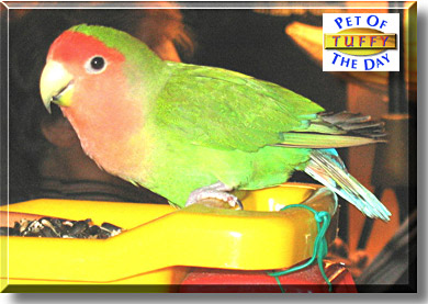 Tuffy, the Pet of the Day