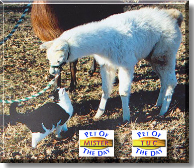 Tuc and Mister Mister, the Pet of the Day